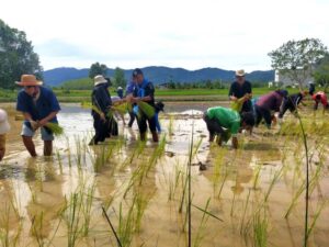 ดำนา ปลูกข้าว ตามรอยพ่อ” น้อมนำหลักปรัชญาของเศรษฐกิจพอเพียง